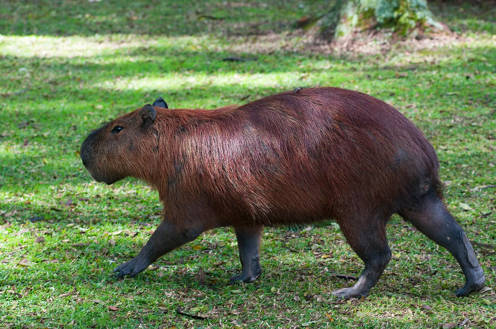 Capivara no gramado do Parque Barigui
